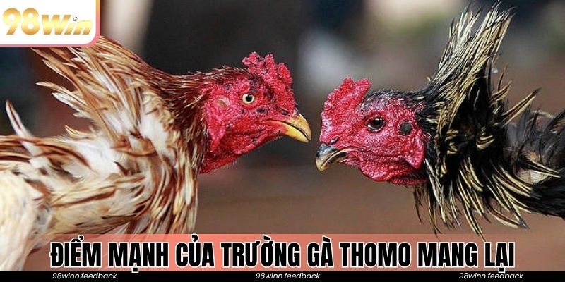 Điểm mạnh của trường gà Thomo mang lại