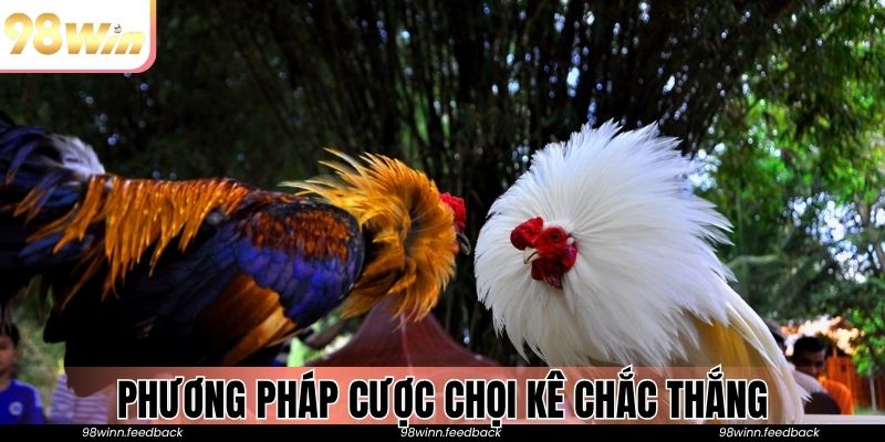 Phương pháp cược chọi kê chắc thắng