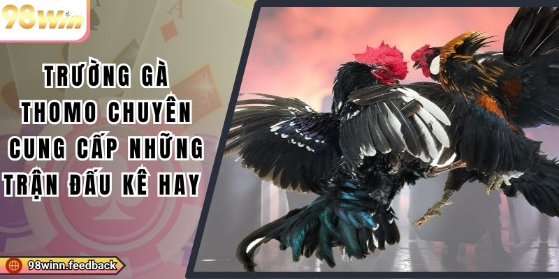 Trường Gà Thomo Chuyên Cung Cấp Những Trận Đấu Kê Hay